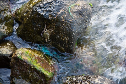 Crab waiting on the rocks. in sea waves