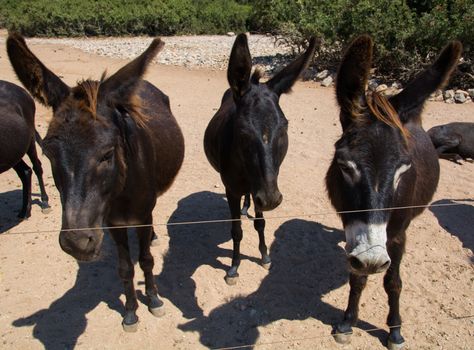 donkeys waiting behind the fence. black, cute animals