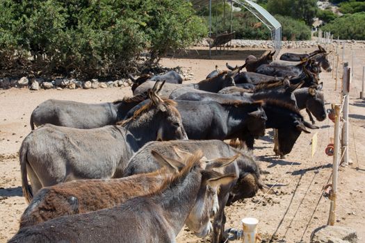 donkeys waiting behind the fence. black, cute animals