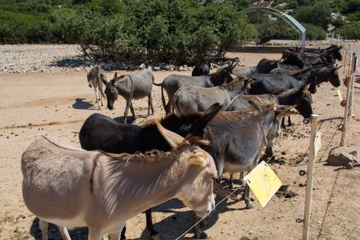 donkeys waiting behind the fence. black, cute animals