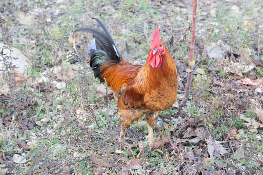 It is separated from other races by its long and harmonious voice.Turkey, "Denizli" is the symbol of the city.
It is a special type of cock.