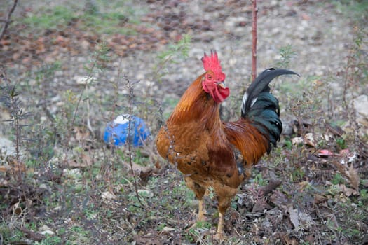 It is separated from other races by its long and harmonious voice.Turkey, "Denizli" is the symbol of the city.
It is a special type of cock.