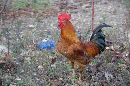 It is separated from other races by its long and harmonious voice.Turkey, "Denizli" is the symbol of the city.
It is a special type of cock.