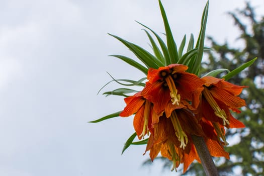 Fritillaria imperialis. It is an endemic species belonging to the Anatolian geography.