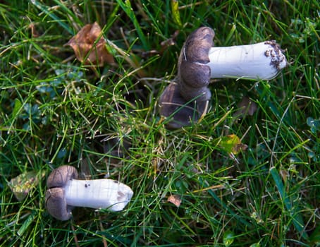 black - headed wild mushroom. grow in meadows in winter