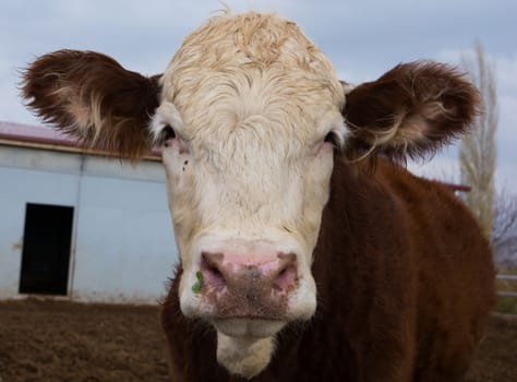 cattle breeding farm. spotted cattle and cows. the largest source of meat, dairy and leather industry