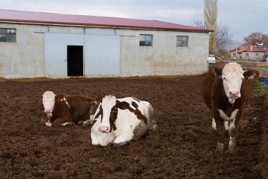 cattle breeding farm. spotted cattle and cows. the largest source of meat, dairy and leather industry