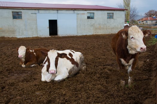 cattle breeding farm. spotted cattle and cows. the largest source of meat, dairy and leather industry