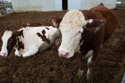 cattle breeding farm. spotted cattle and cows. the largest source of meat, dairy and leather industry