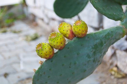 prickly pear; "Opuntieae" thorny fruit of a cactus plant. it is called prickly fig