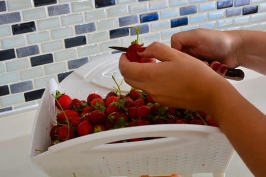 woman cleans newly collected strawberries with a knife