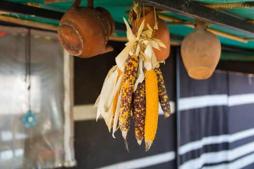 Dried corn cob. corn dried for winter. also used for decorative purposes.