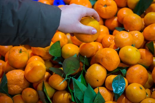 "satsuma" mandarin. the woman is buying tangerine from the market. fresh orange mandarins