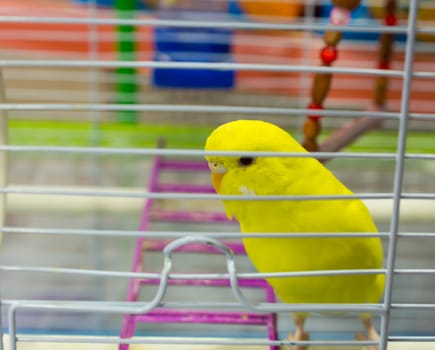 budgerigar waiting to be sold. cute yellow bird