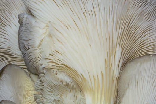 Close-up of oyster mushroom.Because it is in the form of an oyster, it has a "oyster mushroom" name,