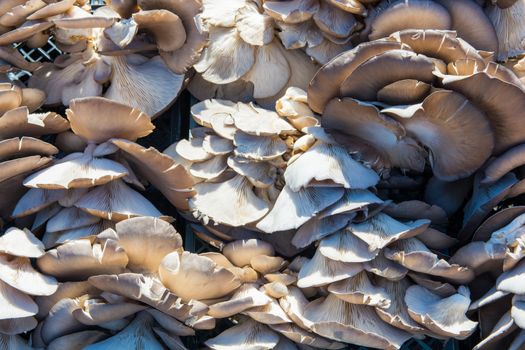 Close-up of oyster mushroom.Because it is in the form of an oyster, it has a "oyster mushroom" name,