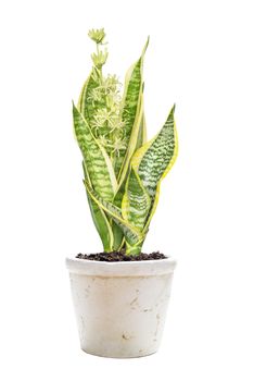 Blooming home flower Sansevieria, covered with drops of nectar, in a ceramic flowerpot, isolated on a white background
