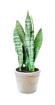 House plant Sansevieria in the white ceramic flower pot isolated on a white background