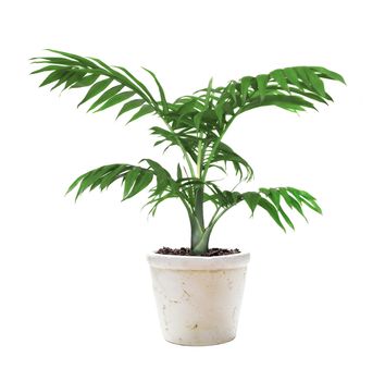 House plant mountain palm in a ceramic flower pot  isolated on a white background