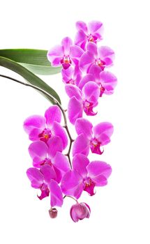 Beautiful pink orchid flowers with green leaves isolated on a white background