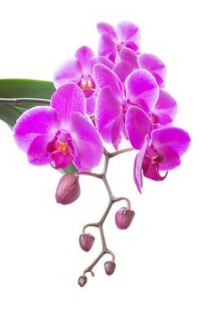 Beautiful pink orchid flowers with green leaves isolated on a white background