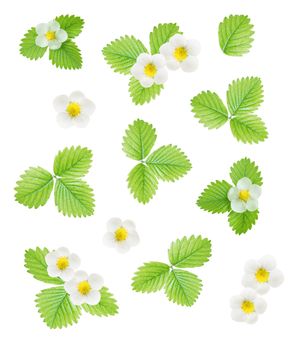 Collection of fresh white flowers and green leaves of strawberry isolated on white background; top view, flat lay, overhead view