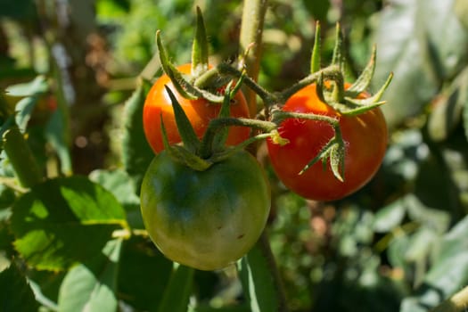 tomato plant gave new product. it is getting mature. vegetables are green