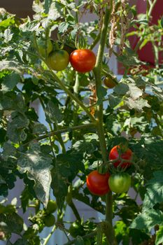 tomato plant gave new product. it is getting mature. vegetables are green