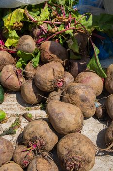 newly extracted sugar beets from the soil