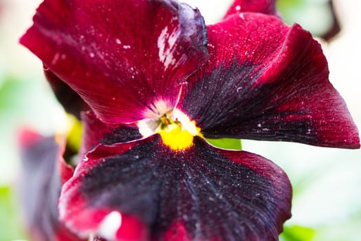 red violet flower close-up background