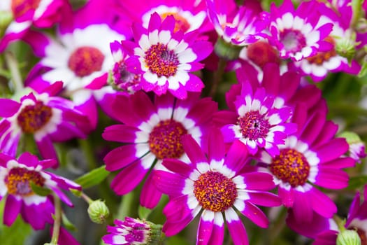 pink Cineraria flower close-up background