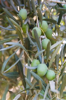 Olive ripened in the tree. harvest time. Collecting
