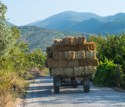 straw loaded tractor. Straw bale.
animal food.