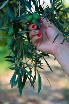 Olive ripened in the tree. harvest time. Collecting