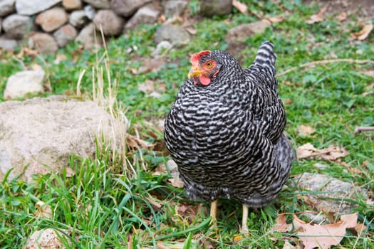 Plymouth Rock chicken. chicken with black lines. egg chicken. raised for laying eggs in poultry