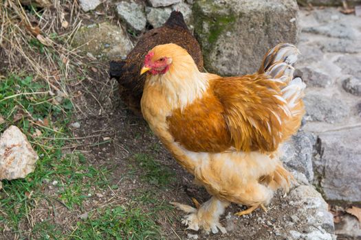 Cochin chicken. a complete incubator. grown for eggs and meat