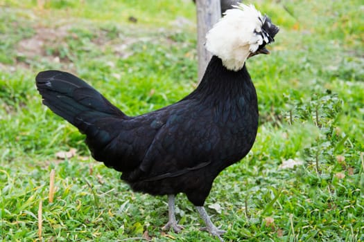 black "sultan" chiken. it is fed for ornamental purposes.The Ottoman palace hen, a special breed of chicken breeds
