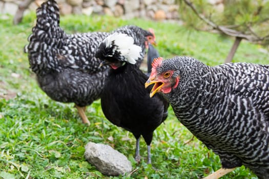 black sultan chiken and Plymouth Rock chicken