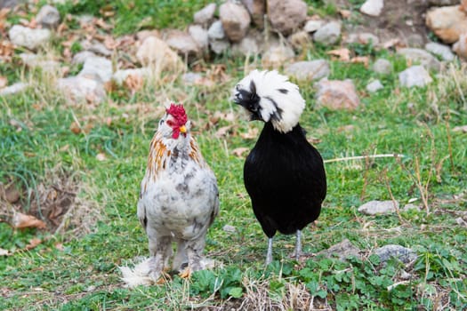 black sultan chiken and Brahma chicken