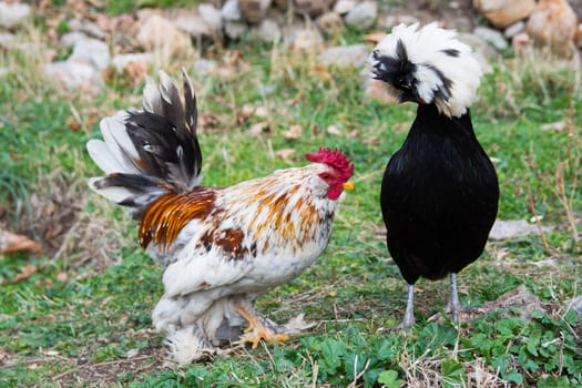 black sultan chiken and Brahma chicken