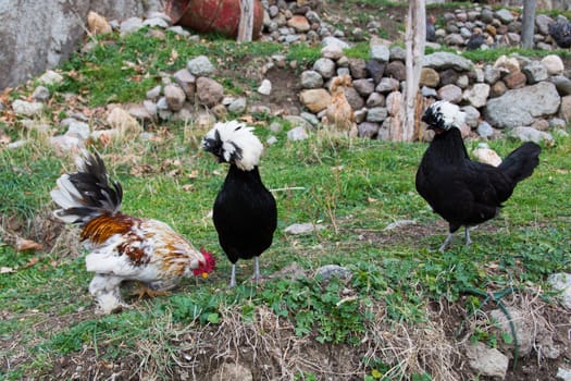 black sultan chiken and Brahma chicken