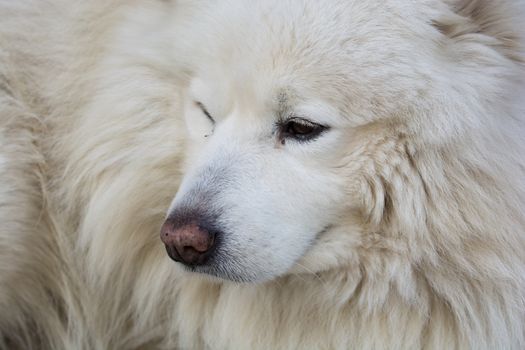 Samoyed dog breed. Russian dog breed. unique white feathers. hunting dog