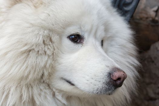 Samoyed dog breed. Russian dog breed. unique white feathers. hunting dog