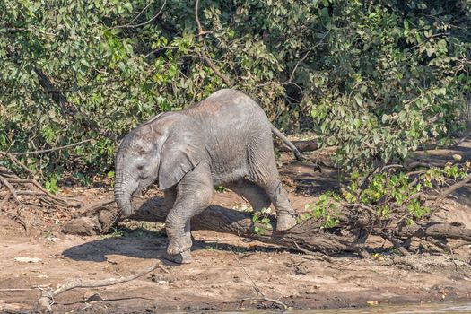 A small male African Elephant calf climbing over a tree stump holding a stick with its trunk