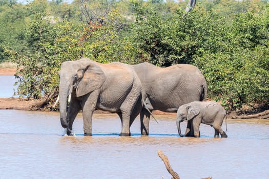 Two female African Elephants, Loxodonta africana, and a calf drinking at the Sable Dam
