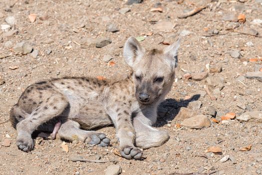 A spotted hyaena cub, Crocuta crocuta, lying in the sun