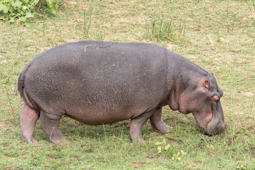 Close-up of a hipppotamus, Hippopotamus amphibius, grazing