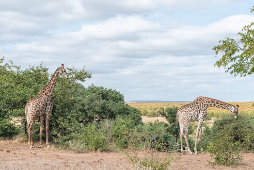 Two South African Giraffes, Giraffa camelopardalis giraffa, browsing on shrubs and trees