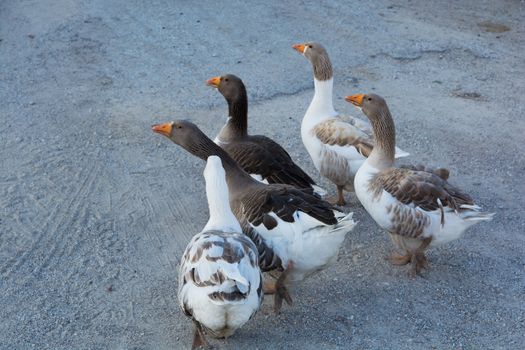 chubby geese are walking around on the street. winged chubby goose