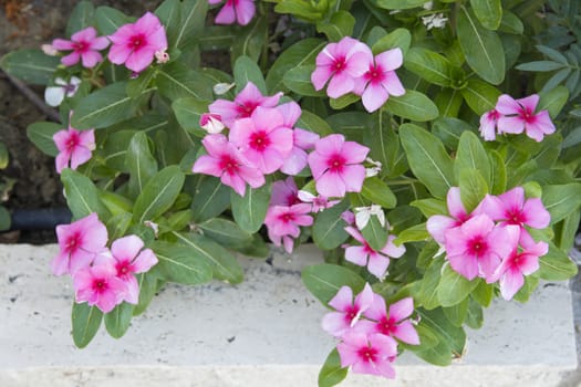 mirabilis flower; pink, fragrant, small, cute ornamental plant.